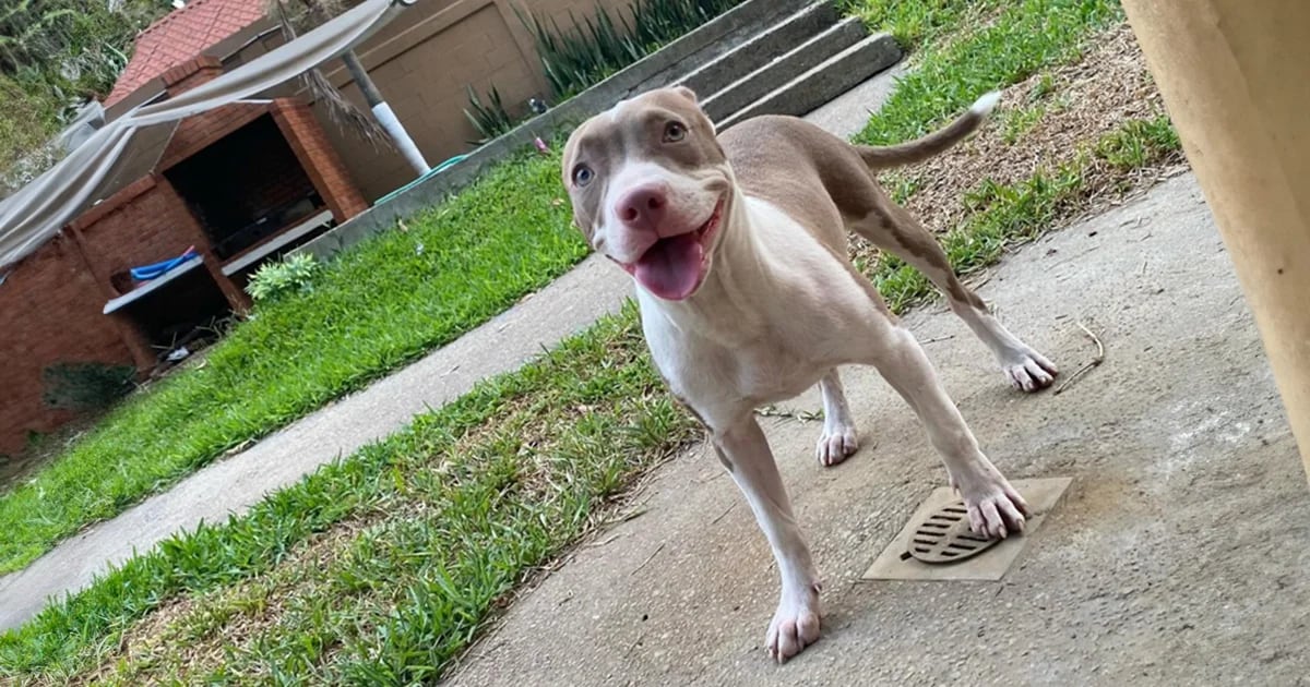 Justiça para Azula, a pitbull morta com facões em Tabasco