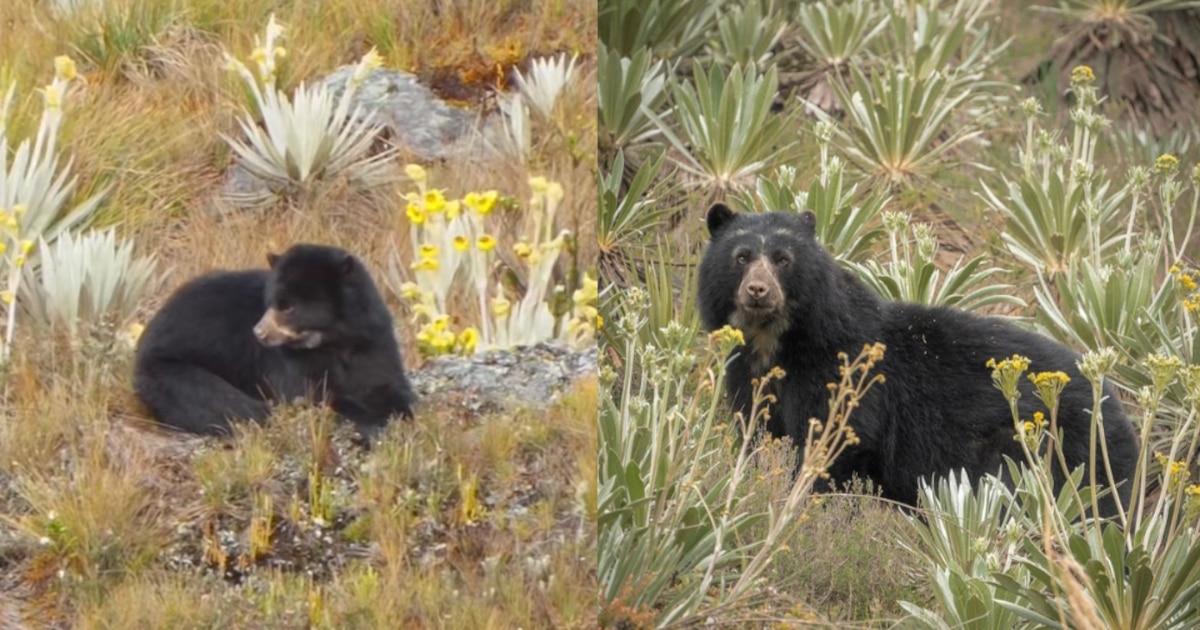 “Vale a pena persistência, principalmente na fotografia de natureza”: o reflexo de um aventureiro a quem o urso teria proporcionado um espetáculo inesquecível em Chingaza