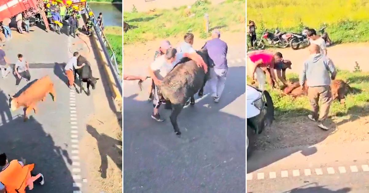 Um caminhão com gado capotou na Rota 9 e os vizinhos abateram as vacas